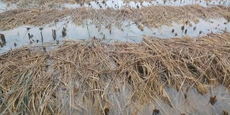 मोन्था चक्रवातको प्रभावपछि कृषकलाई सावधानी अपनाउन कृषि ज्ञान केन्द्र सोलुखुम्बुको आग्रह