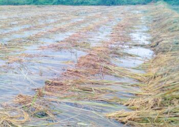 धानबाली व्यवस्थापनमा किसानलाई विशेषज्ञको सुझाव