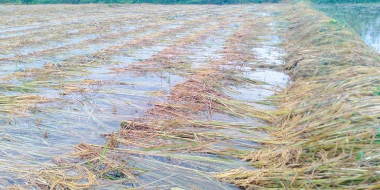 धानबाली व्यवस्थापनमा किसानलाई विशेषज्ञको सुझाव