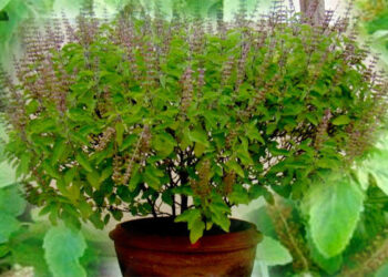 कात्तिक स्नान, तुलसी पूजा र आकाशदीप दान आजदेखि प्रारम्भ