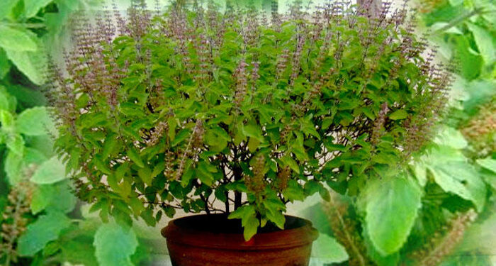 कात्तिक स्नान, तुलसी पूजा र आकाशदीप दान आजदेखि प्रारम्भ