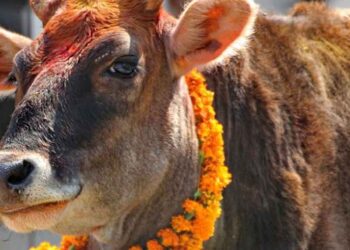 तिहारअन्तर्गत आज गाईंगोरु र गोबद्र्धन पूजा