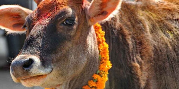 तिहारअन्तर्गत आज गाईंगोरु र गोबद्र्धन पूजा