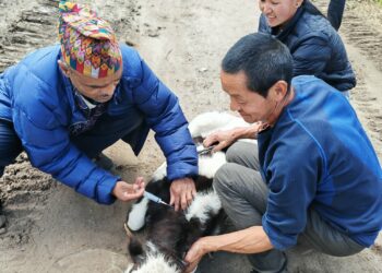 सोलुखुम्बुका आठवटै स्थानीय तहमा खोरेतमुक्त अभियान : निःशुल्क खोप कार्यक्रम सुरु