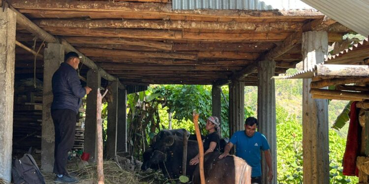 सोलुखुम्बुमा २२ हजार ६ सय डोज खोरेत विरुद्धको खोप लगाइने