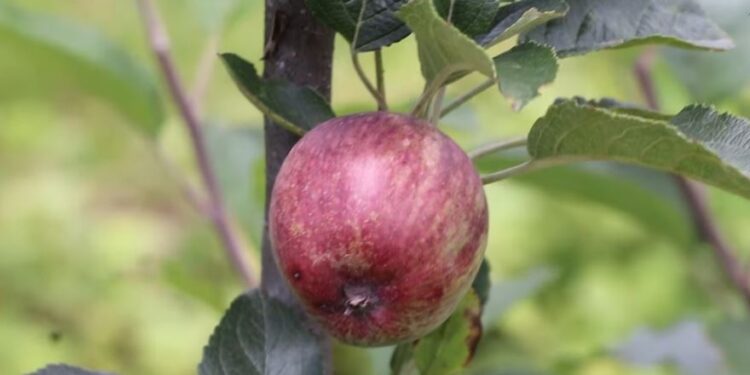 कृषि ज्ञान केन्द्र सोलुको फार्म व्यवस्थापन शाखाबाट साढे सात सय केजी स्याउ बिक्री