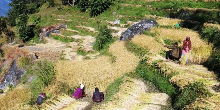 सोलुखुम्बुका किसानलाई धान भित्र्याउन भ्याइनभ्याइ