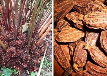 सोलुखुम्बुमा दुई आर्थिक वर्षयता अलैँची उत्पादन स्थिर