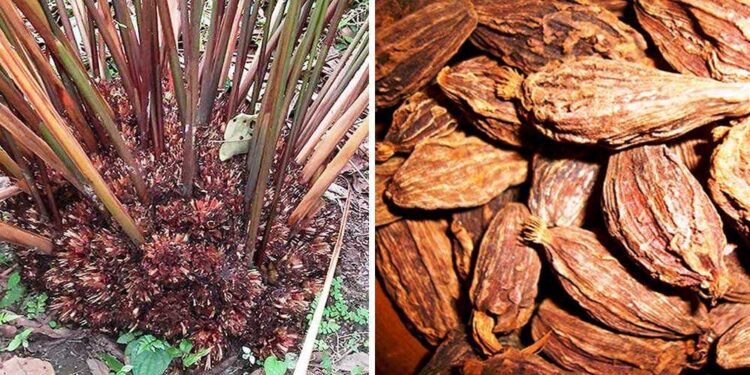 सोलुखुम्बुमा दुई आर्थिक वर्षयता अलैँची उत्पादन स्थिर