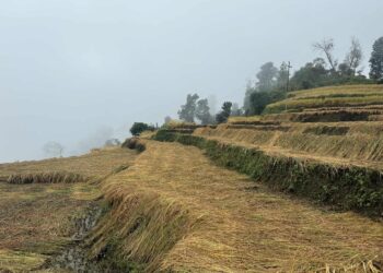 बर्षाका कारण सोलुमा १५ हेक्टरमा लगाएको धान बालीमा क्षति, कोशी प्रदेशको कुन कुन जिल्लामा कति क्षेति ?