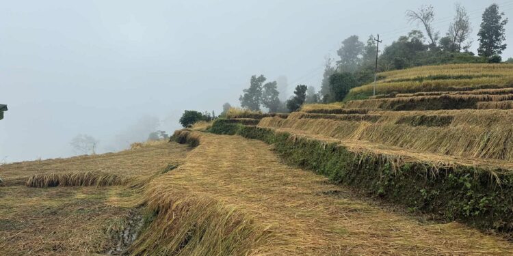 बर्षाका कारण सोलुमा १५ हेक्टरमा लगाएको धान बालीमा क्षति, कोशी प्रदेशको कुन कुन जिल्लामा कति क्षेति ?