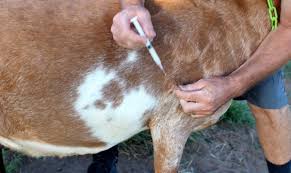 खोरेत रोग नियन्त्रणका लागि नेचासल्यान गाउँपालिकामा खोप कार्यक्रम संचालन हुने