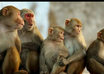 दिक्तेलमा बाँदर नियन्त्रणका लागि बन्ध्याकरण कार्यक्रम सञ्चालन हुने