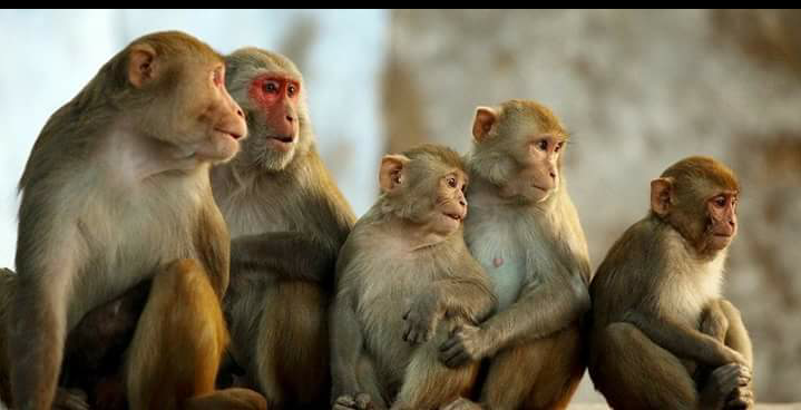 दिक्तेलमा बाँदर नियन्त्रणका लागि बन्ध्याकरण कार्यक्रम सञ्चालन हुने