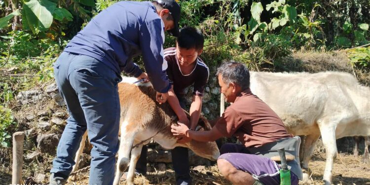 सोलुखुम्बुमा २१ हजार बढी पशुचौपायालाई खोरेत खोप, दुर्गम बस्तीले रोक्यो गति