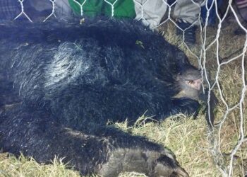 सोलुखुम्बुमा भालुको बिगबिगी बढ्यो, सचेत रहन आग्रह