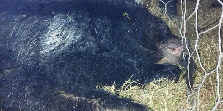 सोलुखुम्बुमा भालुको बिगबिगी बढ्यो, सचेत रहन आग्रह