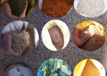 सोलुमा रैथाने बालीको मूल्य आकासिदा : उत्पादनमा कमी