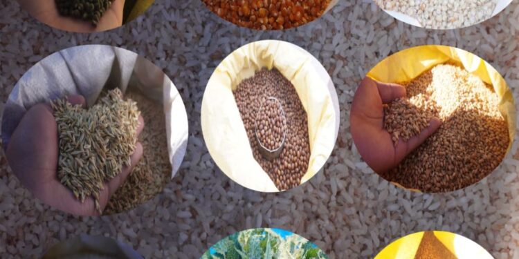 सोलुमा रैथाने बालीको मूल्य आकासिदा : उत्पादनमा कमी