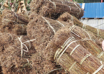 सोलुखुम्बुबाट १२ हजार केजीभन्दा बढी चिराइतो निकासी