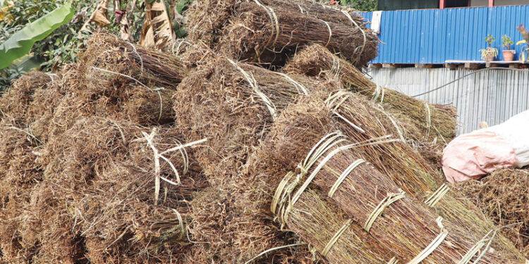 सोलुखुम्बुबाट १२ हजार केजीभन्दा बढी चिराइतो निकासी