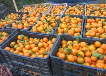 सोलुखुम्बुको सुन्तला उत्पादन ७ सय ८७ मेट्रिक टनले घट्यो