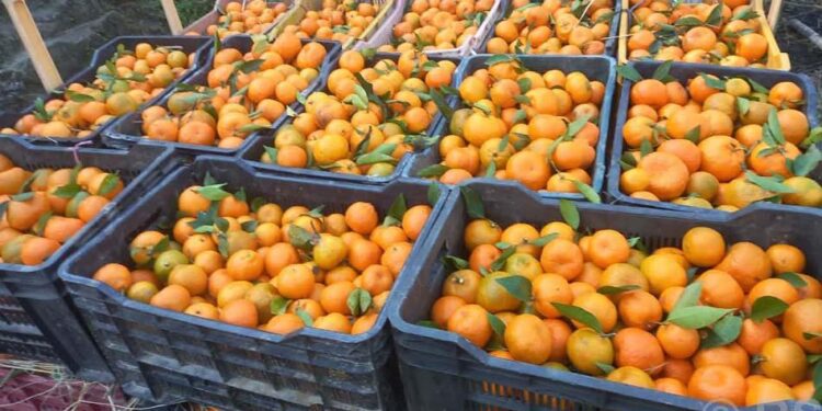 सोलुखुम्बुको सुन्तला उत्पादन ७ सय ८७ मेट्रिक टनले घट्यो