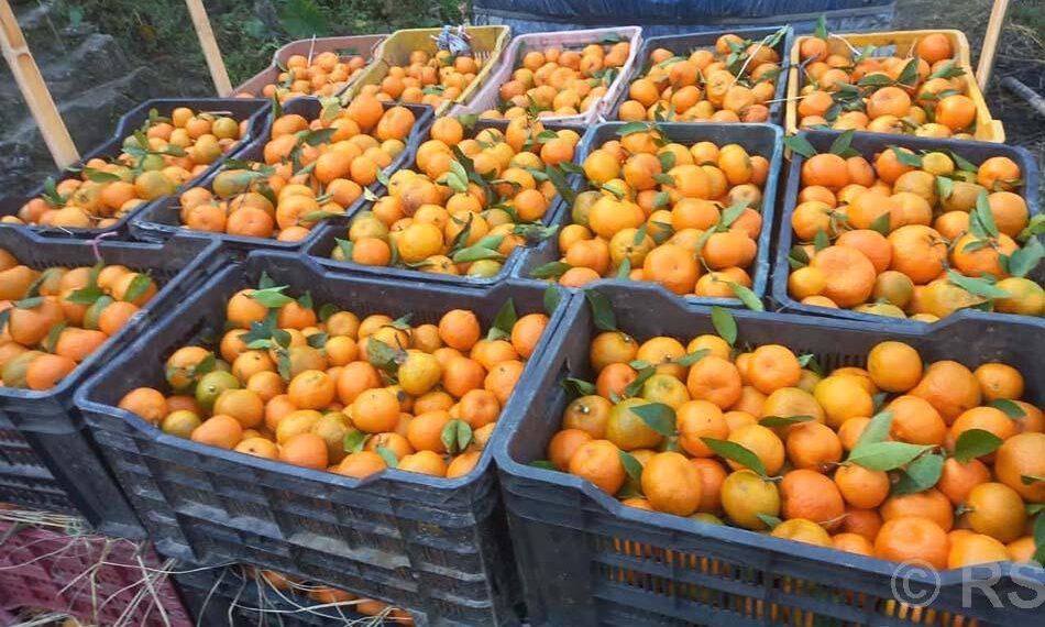 सोलुखुम्बुको सुन्तला उत्पादन ७ सय ८७ मेट्रिक टनले घट्यो