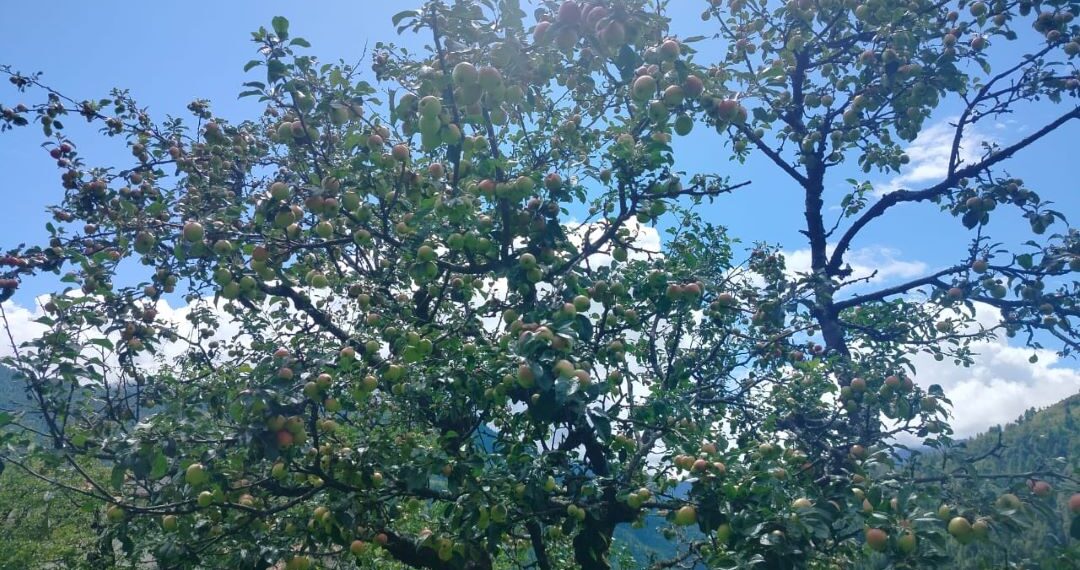 गत वर्षको तुलनामा सोलुखुम्बुमा यस वर्ष स्याउ उत्पादनमा वृद्धि