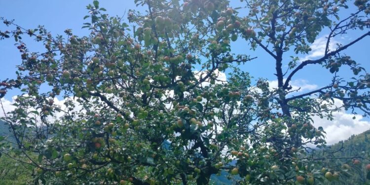 गत वर्षको तुलनामा सोलुखुम्बुमा यस वर्ष स्याउ उत्पादनमा वृद्धि