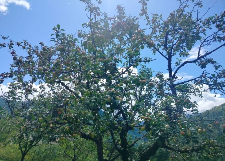 गत वर्षको तुलनामा सोलुखुम्बुमा यस वर्ष स्याउ उत्पादनमा वृद्धि