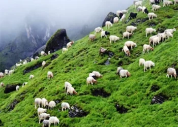 सोलुदुधकुण्डमा पिपिआर र क्लासिकल स्वाइन फिभरविरुद्ध निःशुल्क खोप कार्यक्रम