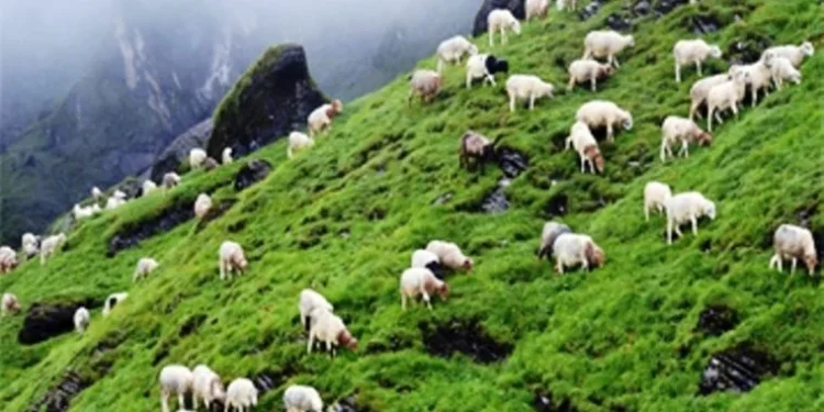 सोलुदुधकुण्डमा पिपिआर र क्लासिकल स्वाइन फिभरविरुद्ध निःशुल्क खोप कार्यक्रम