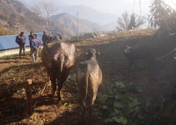 नेचासल्यान ५ मा आगलागी हुँदा गोठ जलेर नष्ट, पशुधनसहित ३ लाख बराबरको क्षति