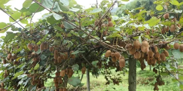 प्रतिकूल मौसमको मारमा सोलुखुम्बुको किवी खेती, उत्पादन घट्दै