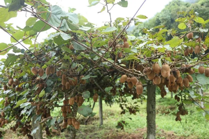 प्रतिकूल मौसमको मारमा सोलुखुम्बुको किवी खेती, उत्पादन घट्दै