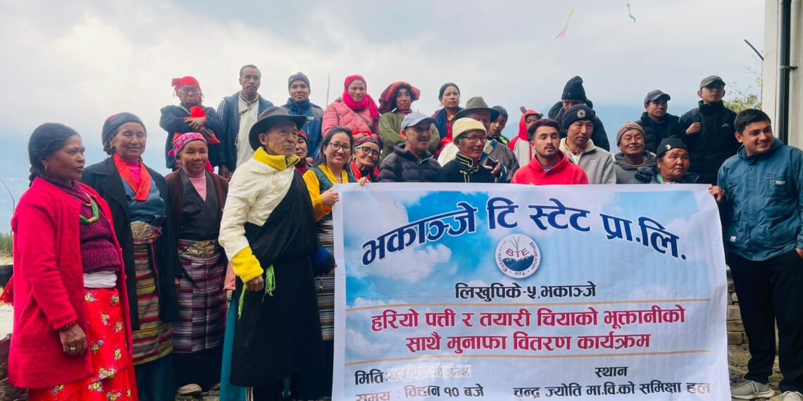 भकान्जेका चिया उत्पादकलाई भुक्तानी, सेयर सदस्यलाई ९ प्रतिशत मुनाफा