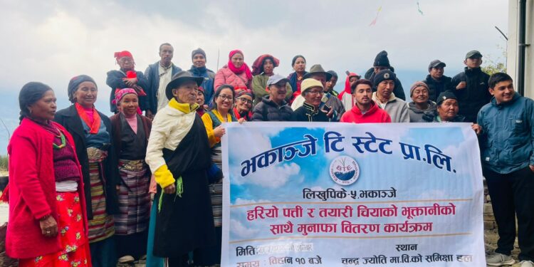 भकान्जेका चिया उत्पादकलाई भुक्तानी, सेयर सदस्यलाई ९ प्रतिशत मुनाफा