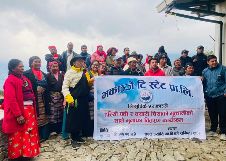 भकान्जेका चिया उत्पादकलाई भुक्तानी, सेयर सदस्यलाई ९ प्रतिशत मुनाफा