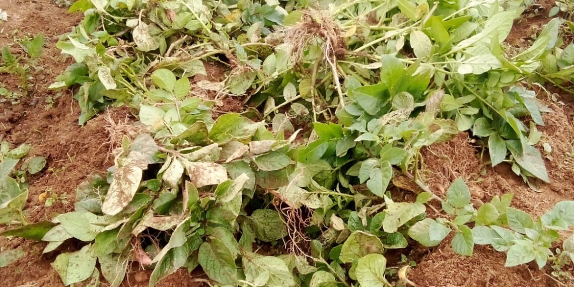 इलामका खेतबारीमा बदेल आतंक, वर्षभरिको कमाइ नष्ट