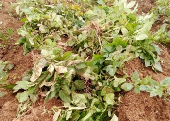 इलामका खेतबारीमा बदेल आतंक, वर्षभरिको कमाइ नष्ट