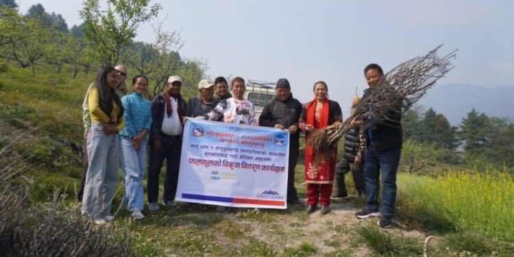 सोलुदुधकुण्डका ४ कृषि फर्मलाई सत प्रतिशत अनुदानमा स्याउका बिरुवा वितरण