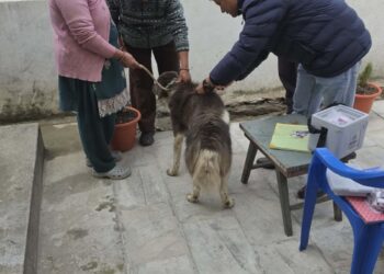 सोलुदूधकुण्ड नगरपालिकामा ३ सय बढी कुकुर–विरालोलाई निःशुल्क रेविज खोप