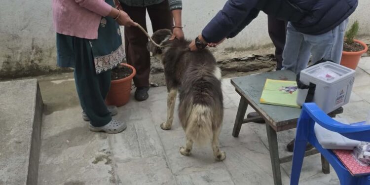 सोलुदूधकुण्ड नगरपालिकामा ३ सय बढी कुकुर–विरालोलाई निःशुल्क रेविज खोप