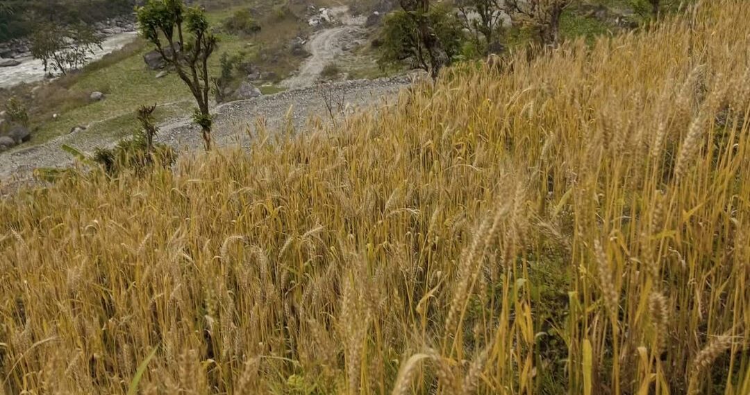 लगातार वर्षाले गहुँ बाली जोखिममा, मुक्लि रन्देपुका किसान चिन्तित