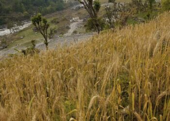 लगातार वर्षाले गहुँ बाली जोखिममा, मुक्लि रन्देपुका किसान चिन्तित