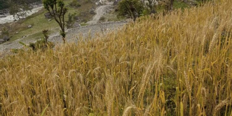 लगातार वर्षाले गहुँ बाली जोखिममा, मुक्लि रन्देपुका किसान चिन्तित