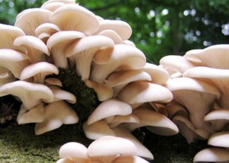 सोलुखुम्बुको तिङ्लामा विषालु च्याउ खाँदा एकै परिवारका चार जना बिरामी