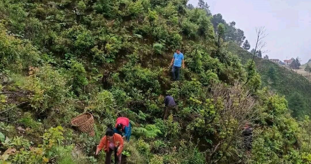 महुली लघुवित्तको १४औँ वार्षिकोत्सवमा वृक्षरोपण
