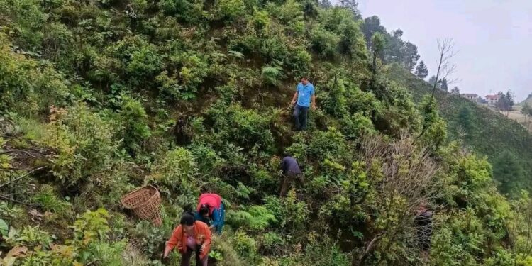 महुली लघुवित्तको १४औँ वार्षिकोत्सवमा वृक्षरोपण